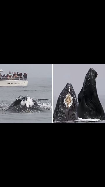 Whales and orcas feed together
