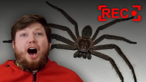 Australian YouTubers FREAK OUT from SPIDER!!