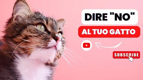 6 Modi Efficaci per dire “NO” al tuo Gatto