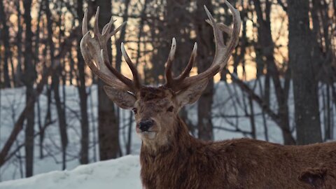 Beautiful nature covered with snow and tranquility of animals HD 1