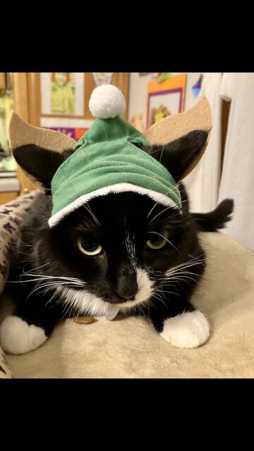 Christmas hats for our Cats