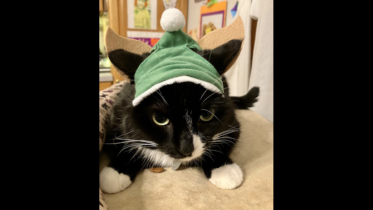 Christmas hats for our Cats