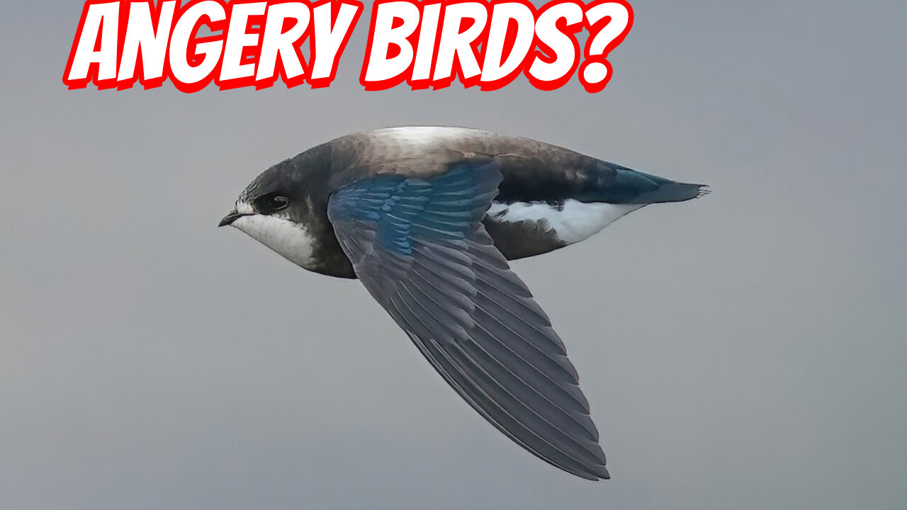 How Fast IS The White-throated needletail?