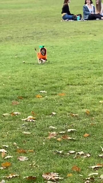 Puppy hilariously prances at the park in his Halloween costume