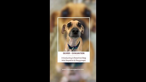 Evaluations: How We Introduce Leash Reactive Dogs Into Group Play