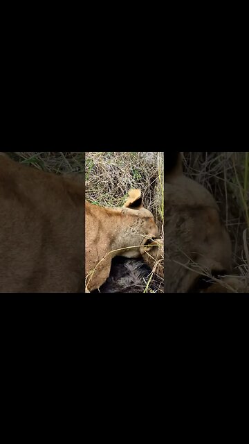 Not The Best Dining Table #shorts | #ShortsAfrica