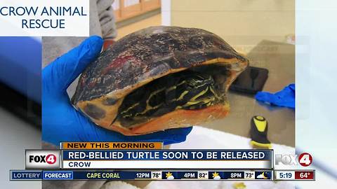 Red-bellied turtle rehabbed by CROW animal hospital