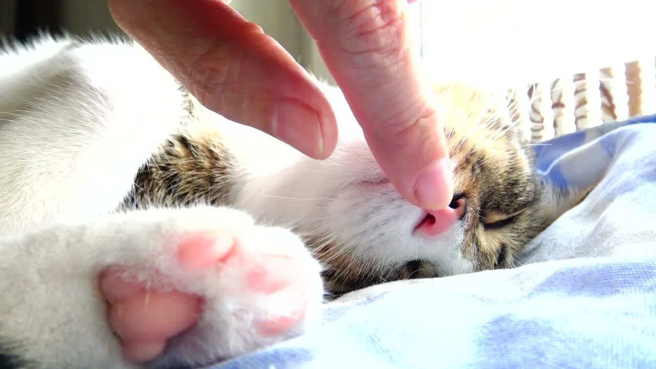 Cat Nose Boop