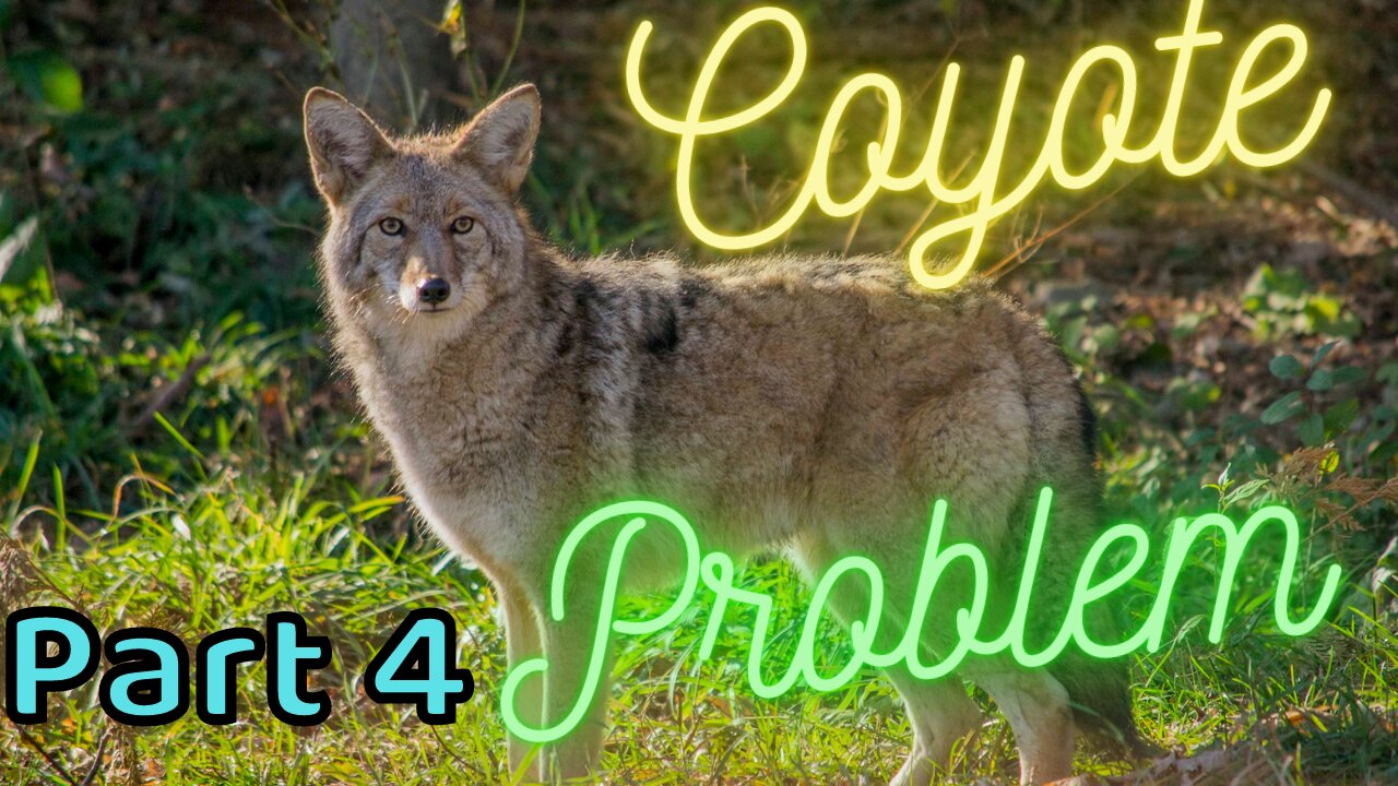 09 03 21 Coyote problems at the camp. Pt.4 plus Rocky The Raccoon