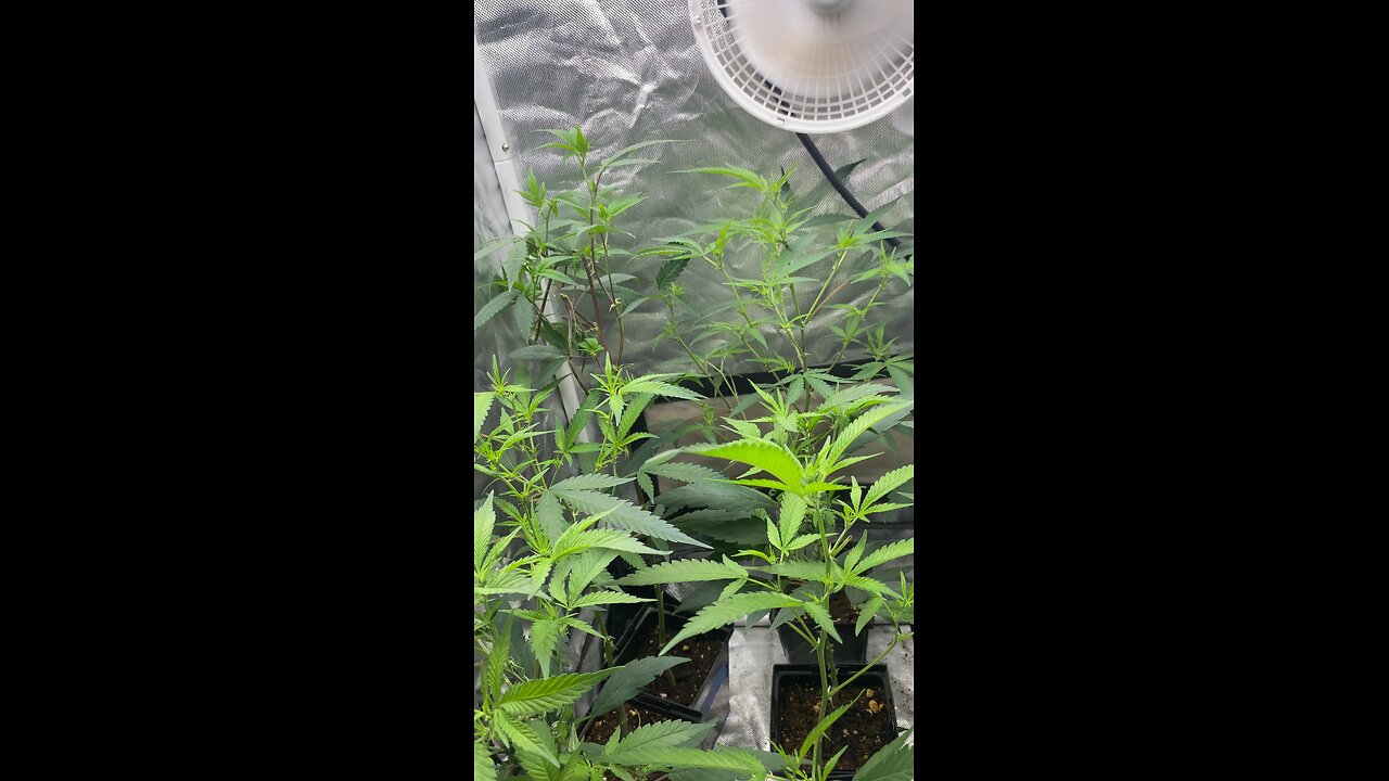 Clone Update