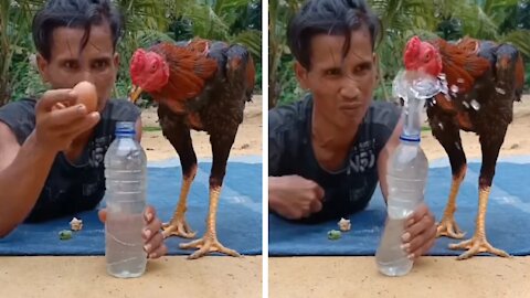 Chicken End Up Falling In Prank