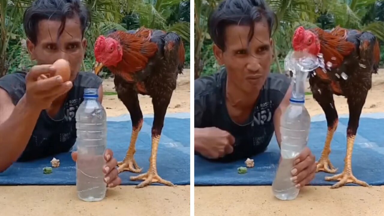 Chicken End Up Falling In Prank