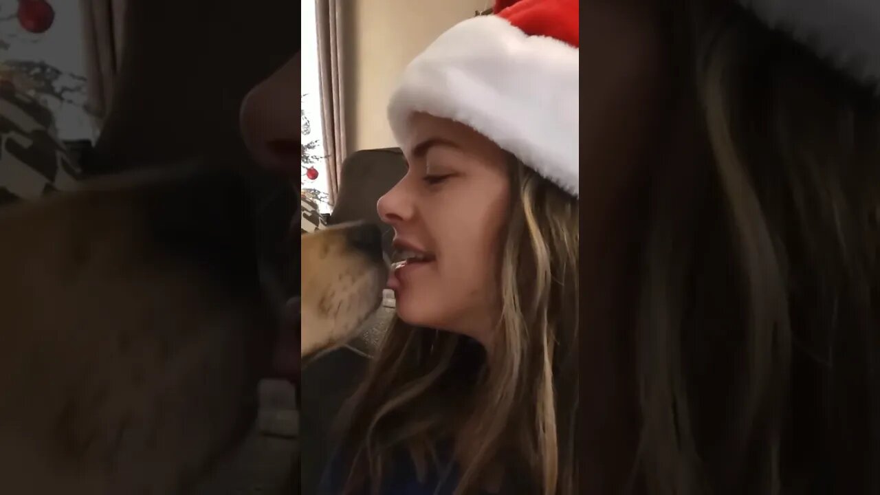 Dog lip kiss girl #shorts #youtubeshorts #animals #dog