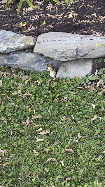 Little chipmunk. Scared too!