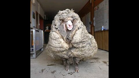 Sheep gets its first shear in five years