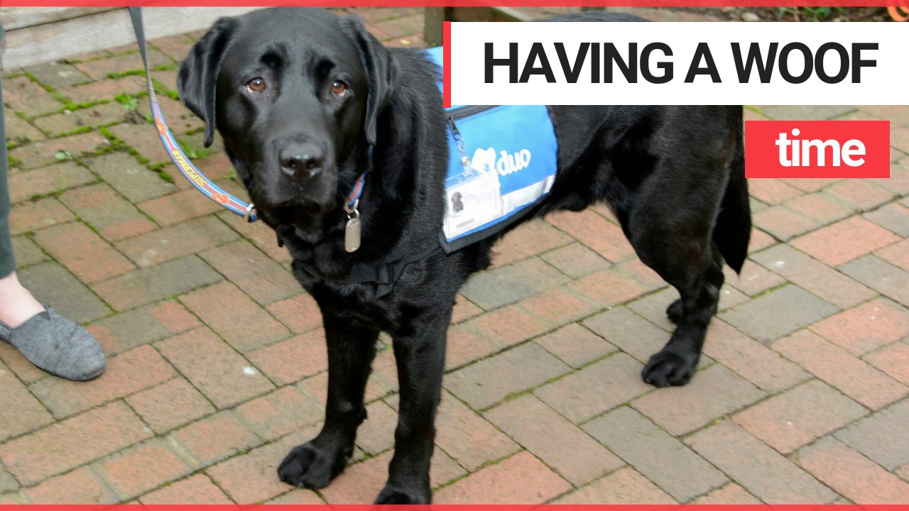 A police force has become the 1ST to help victims during crime interviews - from a support dog