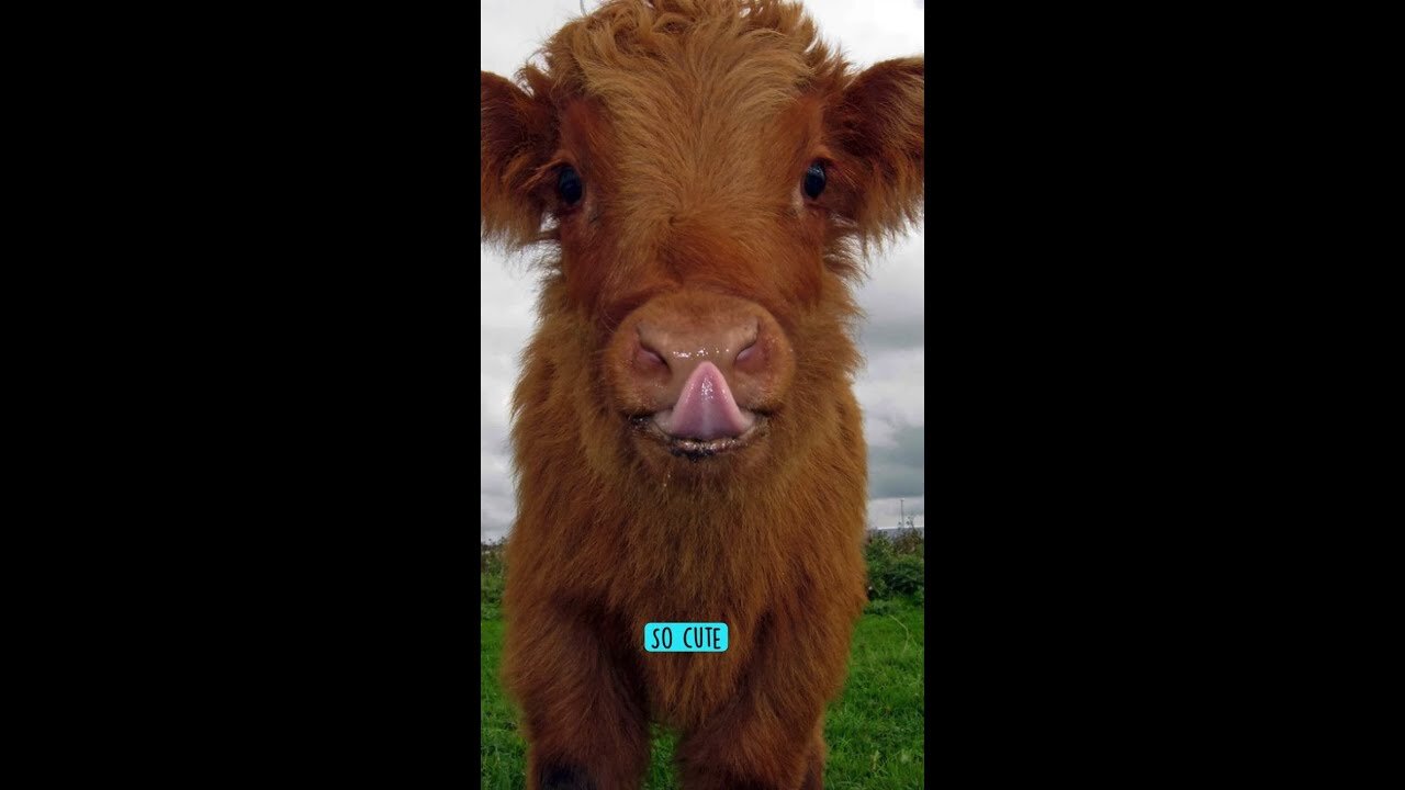 cute cow