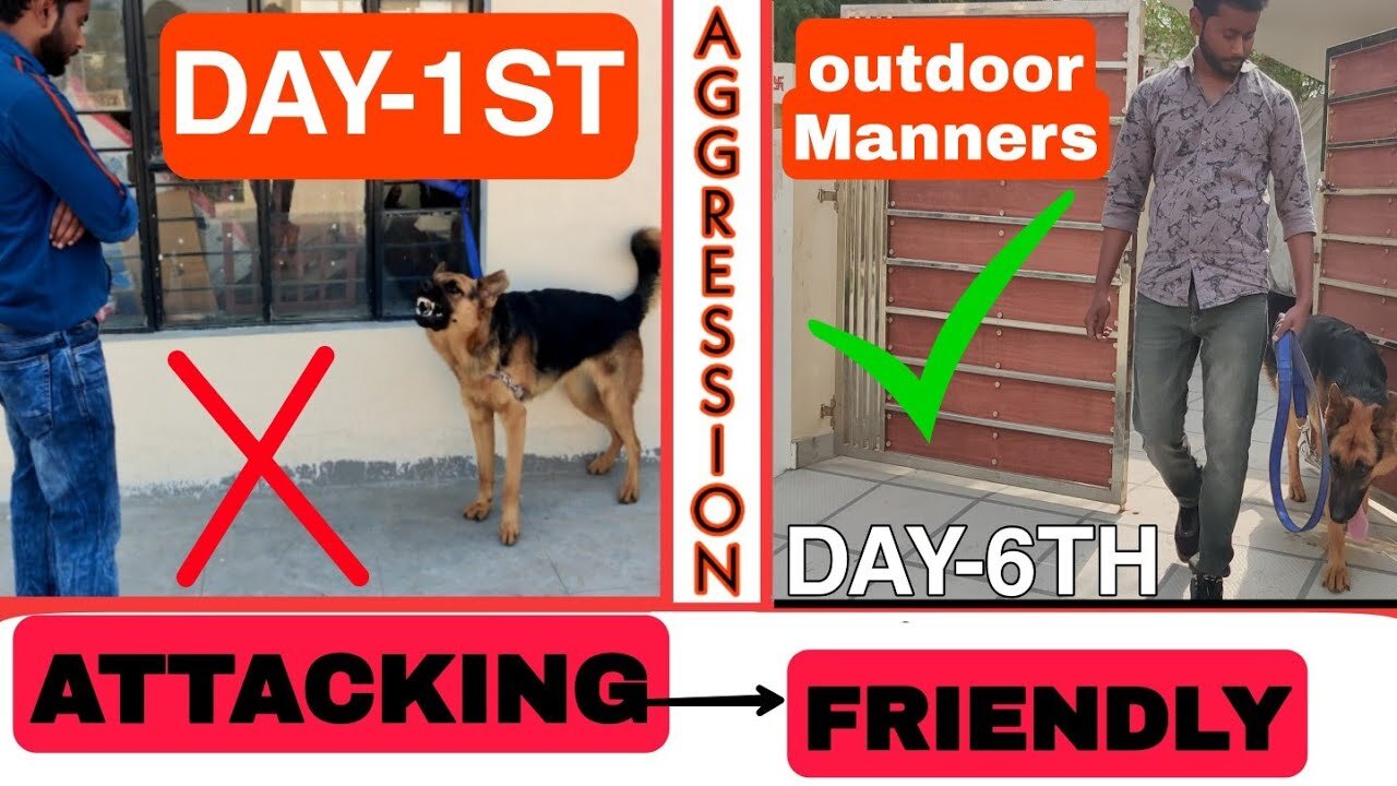 German shepherd Aggression Control- 6th Day Dog Training: Important Door & Leash Manners -Hindi