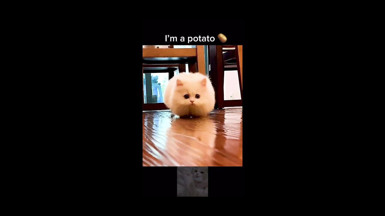 Potato Cat 🤣