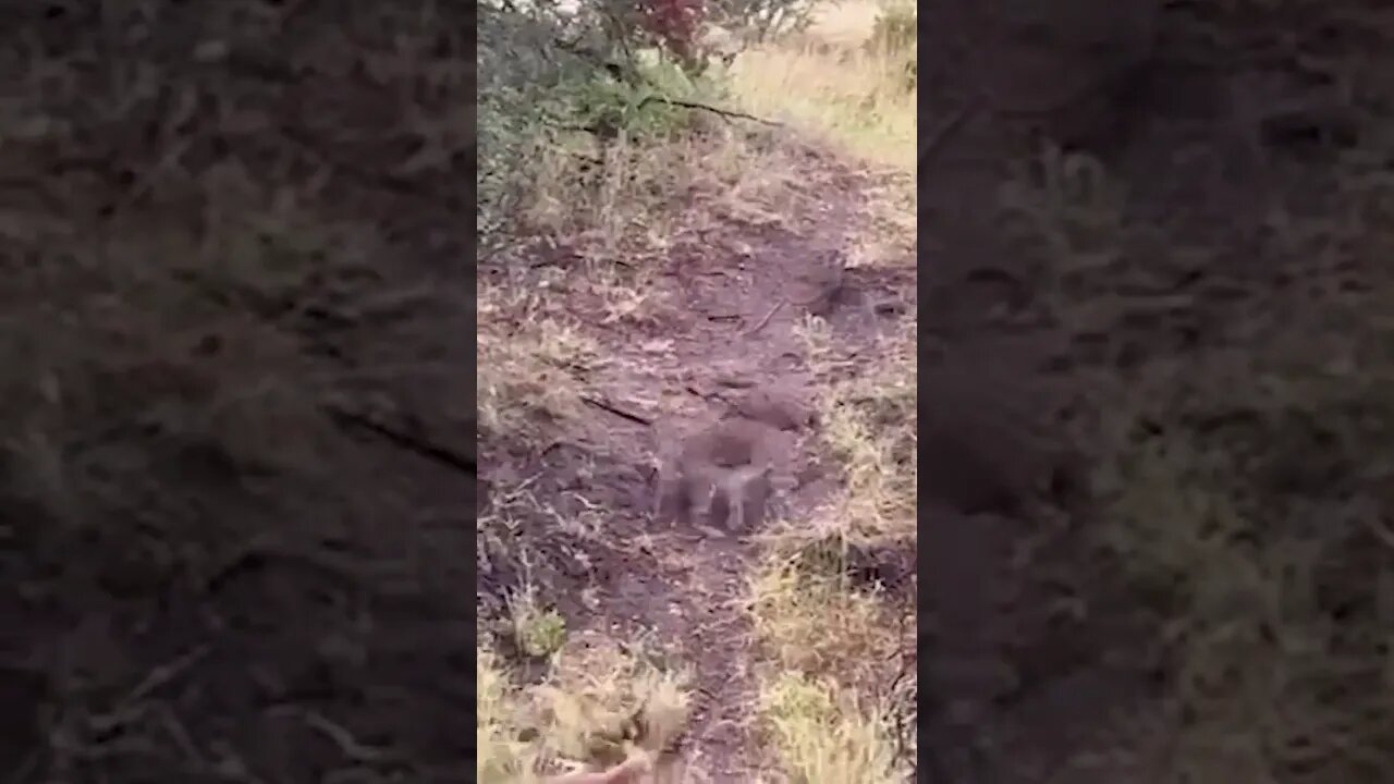 Leopard Nails Unsuspecting Impala 🐆 #amazing #nature #wildlife #viral