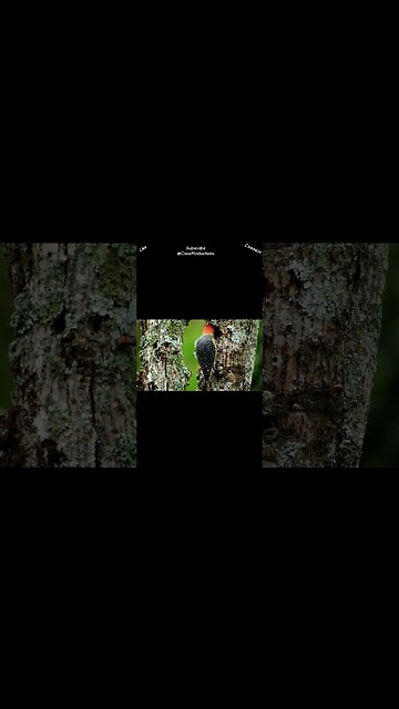 Acorn woodpeckers are hoarders #birds #shorts