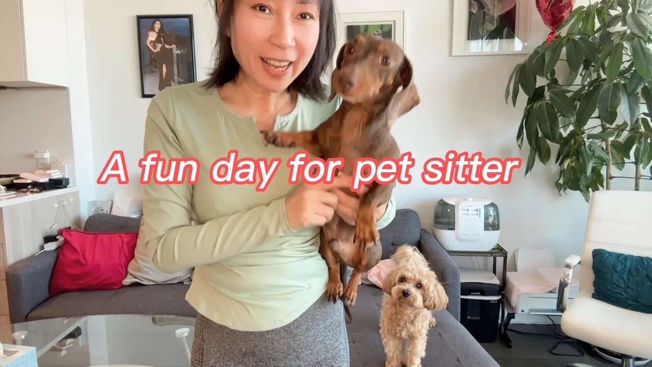 Vlog of A fun day for pet sitter