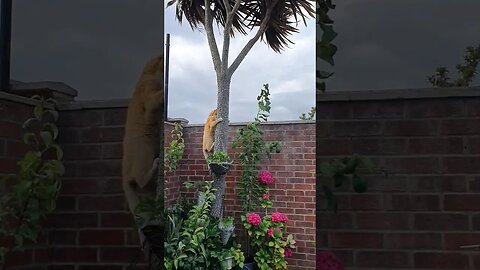 Cat Climbs A Tree! 😻👏 #shorts #cat #cats #viral