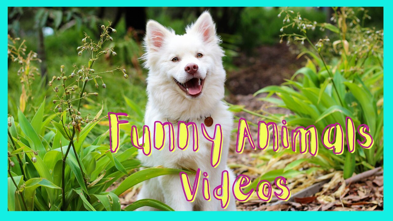 Funny Animals Videos | Funny Dog Video