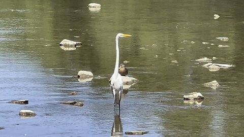 White Egret heard and saw all the minnows