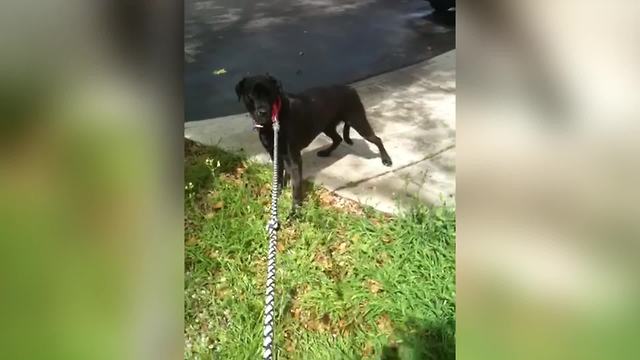 Adorable Dog Scared Of A Lion Statue