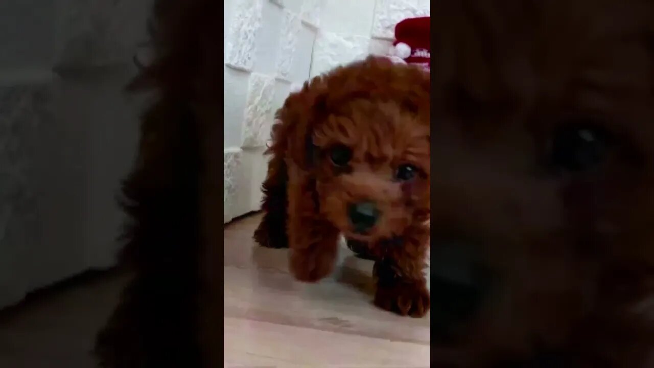 Funniest Cat and Dog Videos Compilation