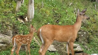 Big Mama and Her New Fawn