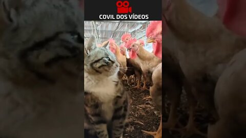 o gato que foi adotado por galinhas