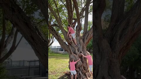 Climbing a tree!!￼