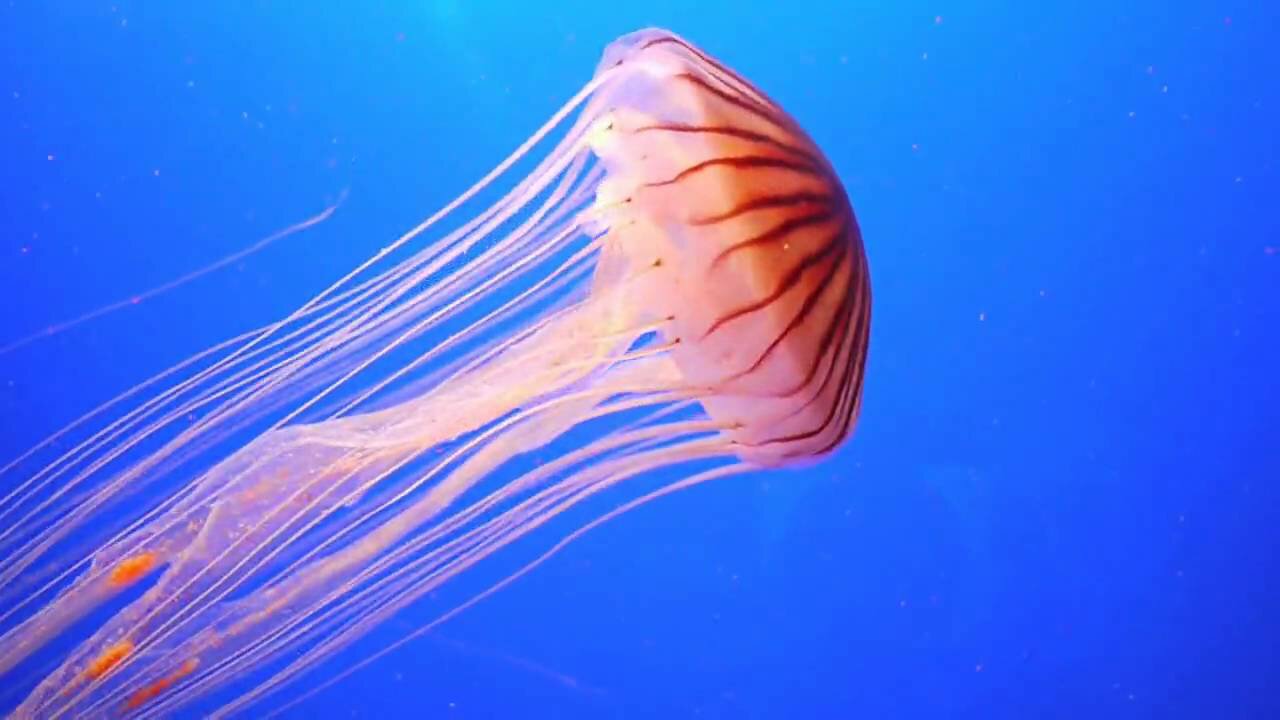 Jellyfish