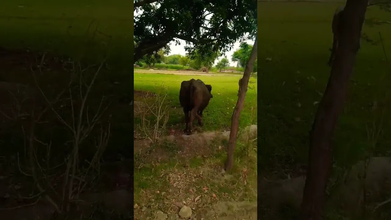 Ya Allah hu 🙏🏻💯🌹❤🙏🏻