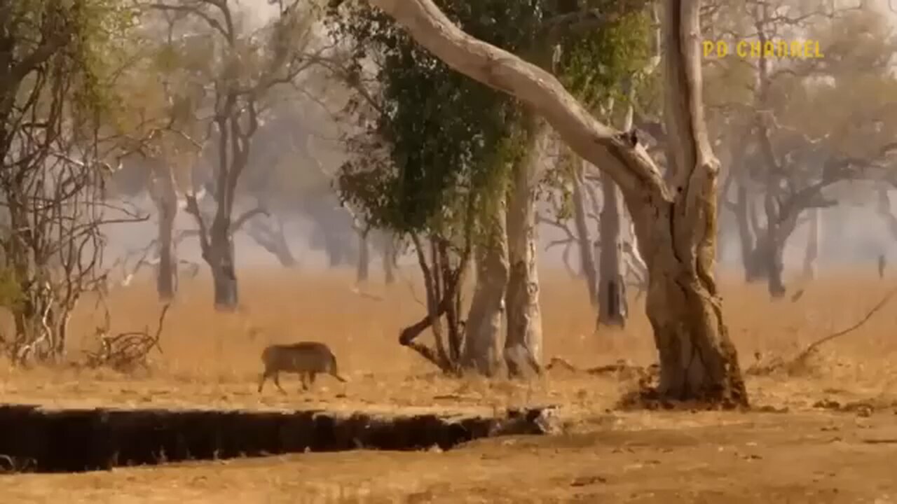 Lion hunter