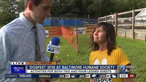 Spend your Saturday at DogFest