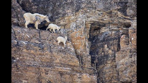 Raposa tenta pegar filhotes de Cabras das montanhas.