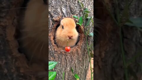 sweet cherry lover