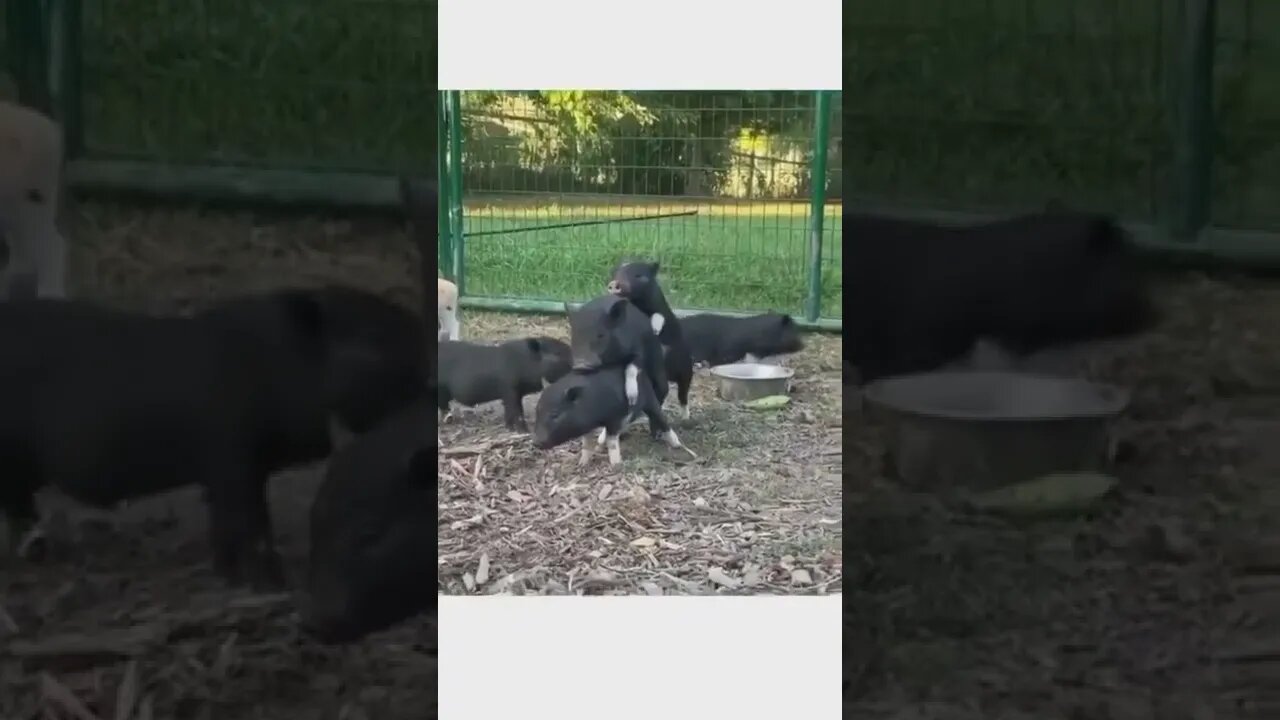 David Hogg feeling left out of the story again