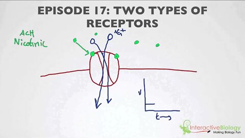 017 Two Types of Receptors