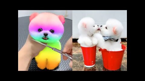 Cute and Funny Pomeranian