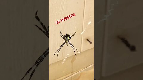🕸️MY NEIGHBOR🕸️