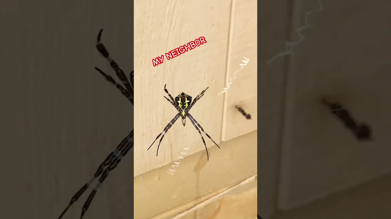 🕸️MY NEIGHBOR🕸️