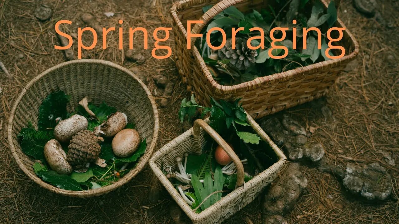 Spring Foraging #Foraging #wildedibles #freefood