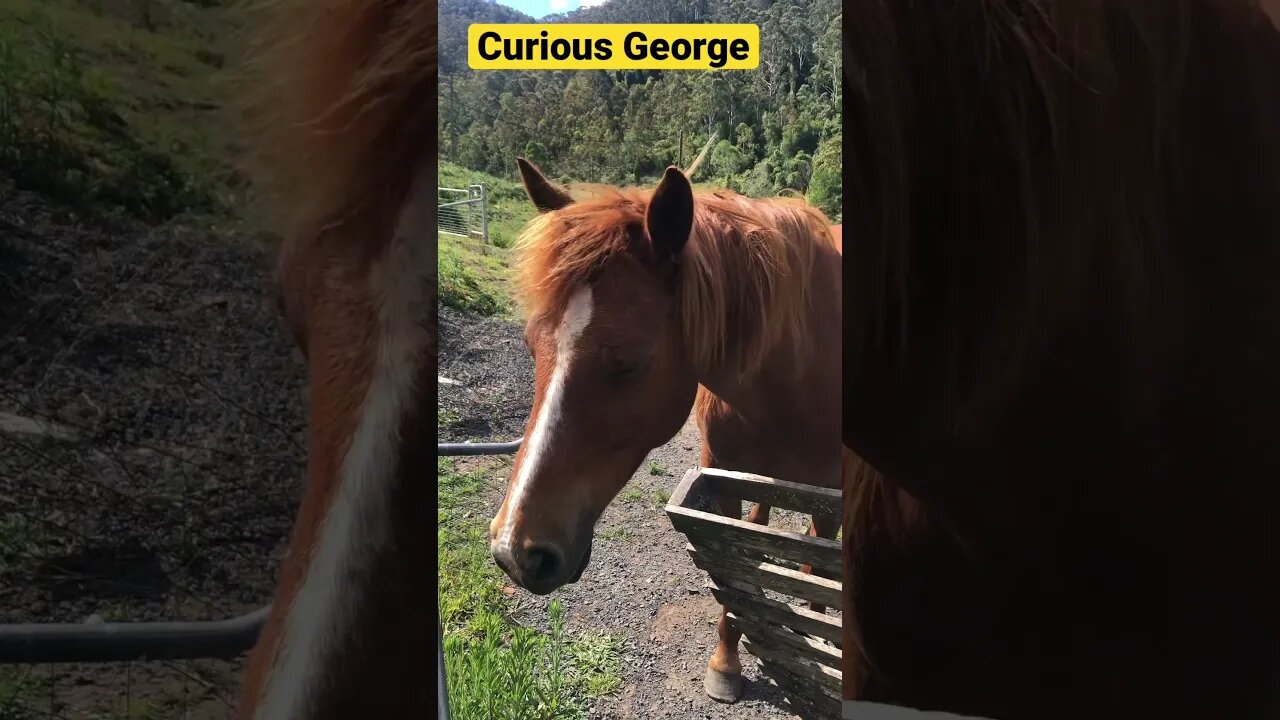 Banjo the brumby sticky beaking