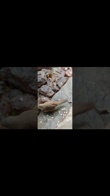 Diwali treat for wild bird 🕊️ | Happy Diwali 💥🎉🎊#shorts #youtubeshorts #birds #wildlife