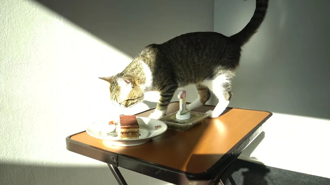 Preparing for the Cat's First Birthday - but the Room Is too Dark