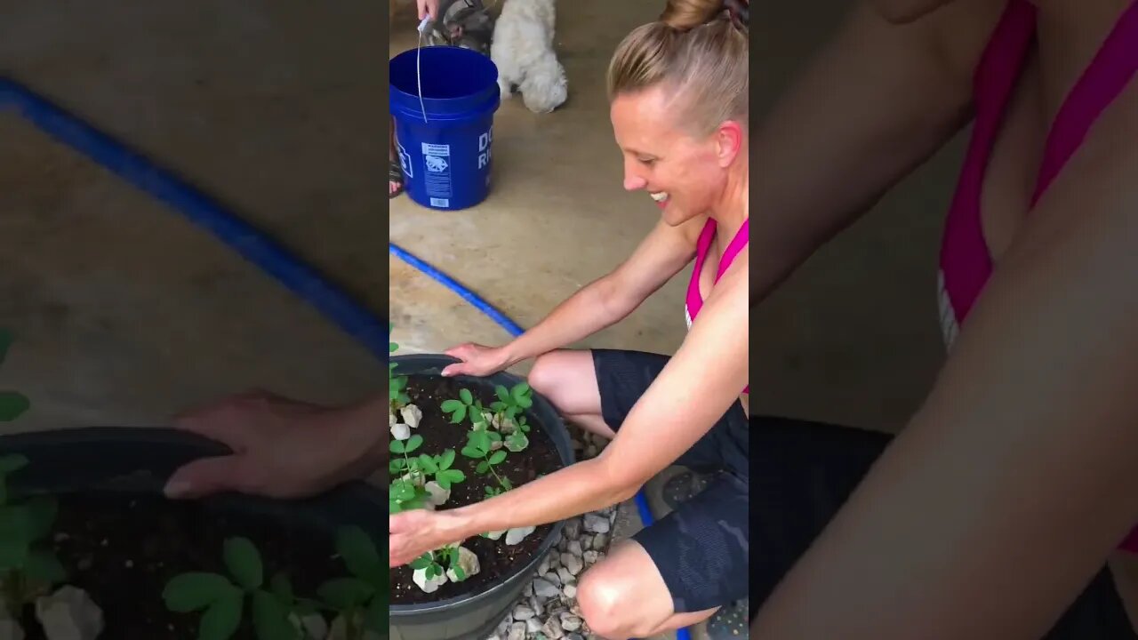 Her Baby Peanut Plants are Growing Up! 🙋♀️🥜❤️ #viral #shorts #trending